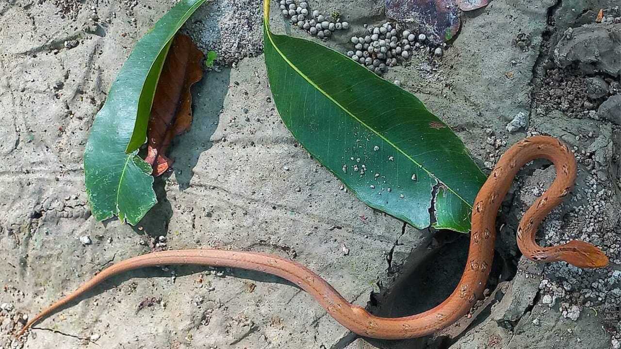 Valmiki Tiger Reserve emerges as Bihar’s snake hotspot