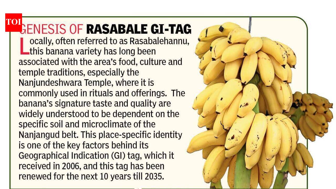 Nanjangud Banana’s Second Life: How Rasabale Is Making A Comeback