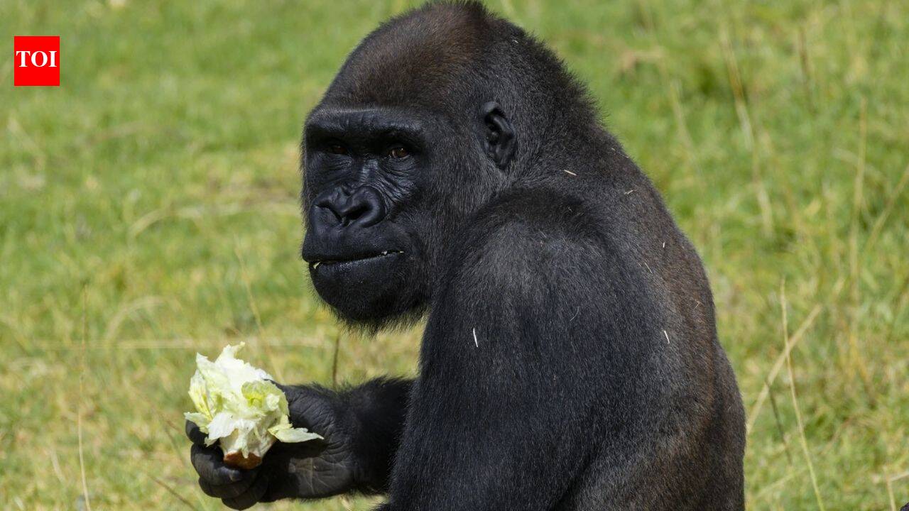 12-year-old gorilla gets what may be the world’s first skull surgery of its kind