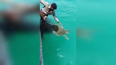Fishermen trained by city researchers rescue entangled sea turtle off Tamil Nadu coast