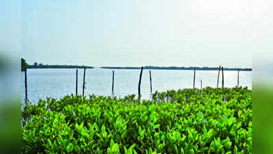 Researchers Value Pichavaram Mangroves at ₹2,485 Crore for Ecosystem Services