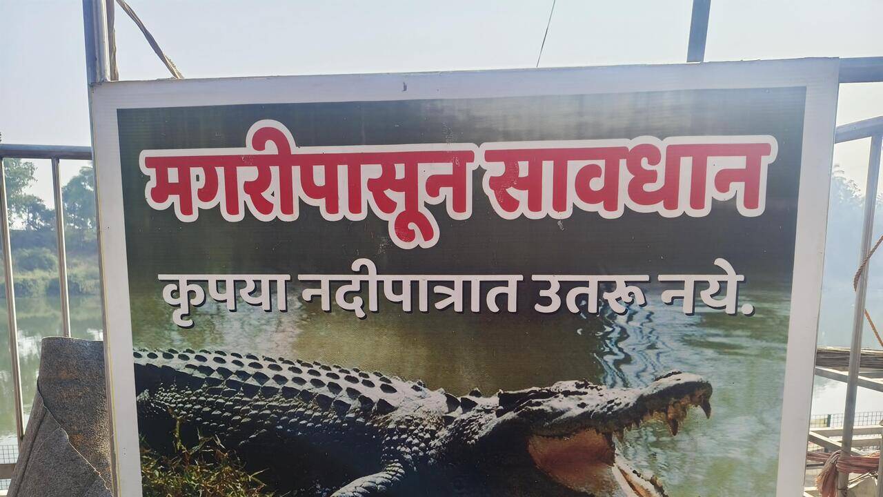 60-year-old Sangli swimmer injured in crocodile attack in Krishna river