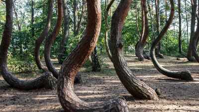 Scientists are racing to solve the mystery of Poland’s 90-year-old Crooked Forest before its bizarre C-shaped pine trees die out forever