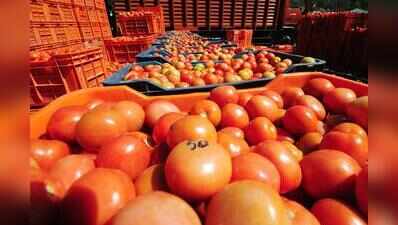 Deluge ravages tomato crops in Junnar and Ambegaon; supply plummets by 60%