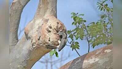 Revival programme: Grey hornbills thrive again in Gir after 60 years