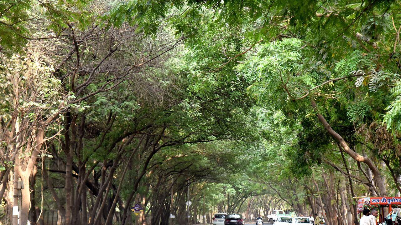 India likely to get greener despite climate change: IITM study