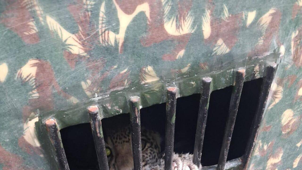 Leopard cub released near Daulatabad fort after reunion bid with mother fails