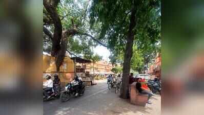Fallen banyan tree puts focus on Walled City’s ageing trees