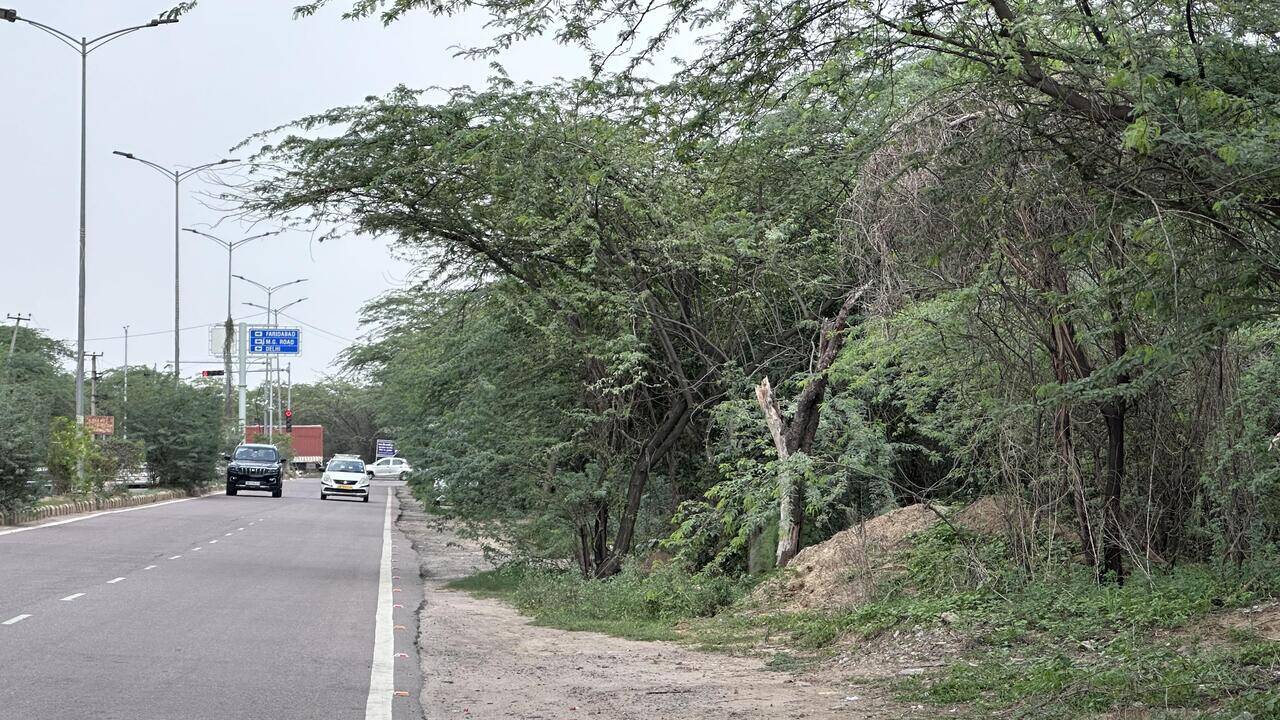 Cook found dead in woods behind Camelias, face smashed with 10kg stone