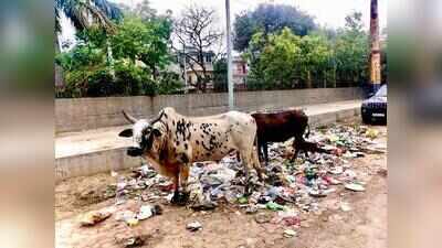 Garbage piles up in homes as rain hits pickup across GB Nagar