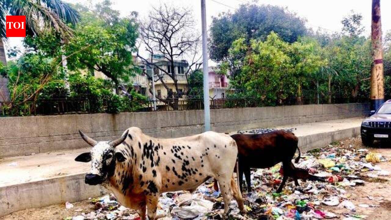Garbage piles up in homes as rain hits pickup across GB Nagar