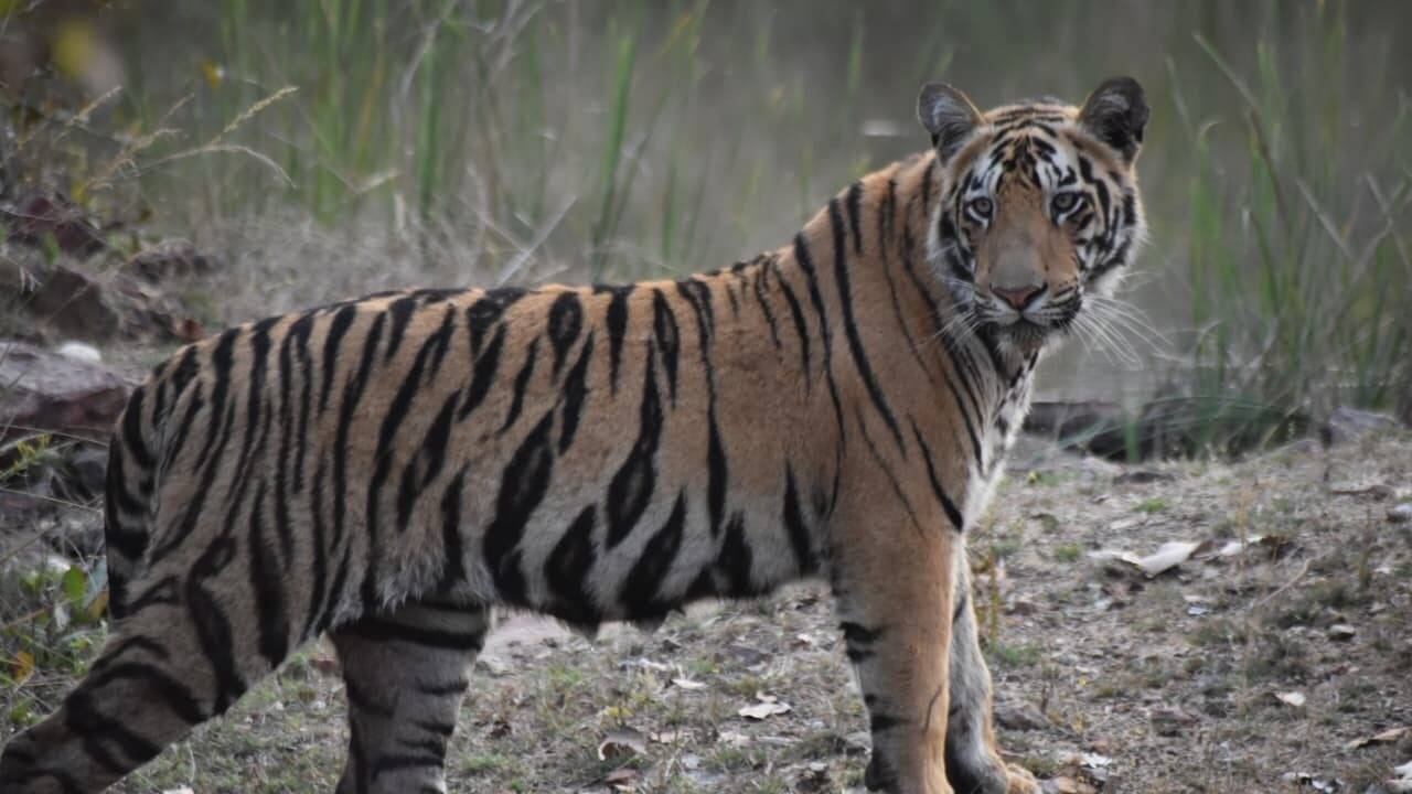 Recapture bid ends in Chanda tiger’s death