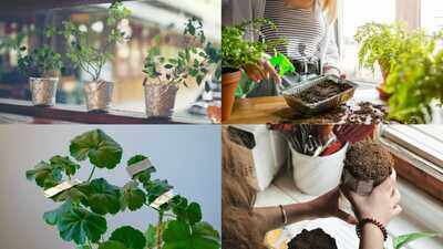 Don't throw away used aluminium foil: 7 Smart ways it can benefit indoor and garden plants