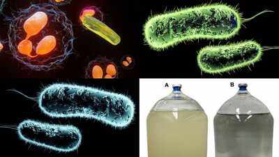 Scientists discover uranium-eating bacteria that could help clean up radioactive mine water