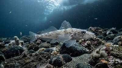 Meet the Antarctic icefish: The only vertebrate with no red blood living in the Southern Ocean