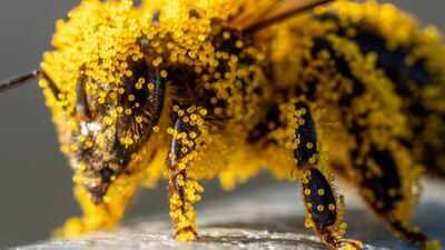How tiny pollen grains helped solve a brutal murder: The fascinating science behind nature's invisible crime scene evidence