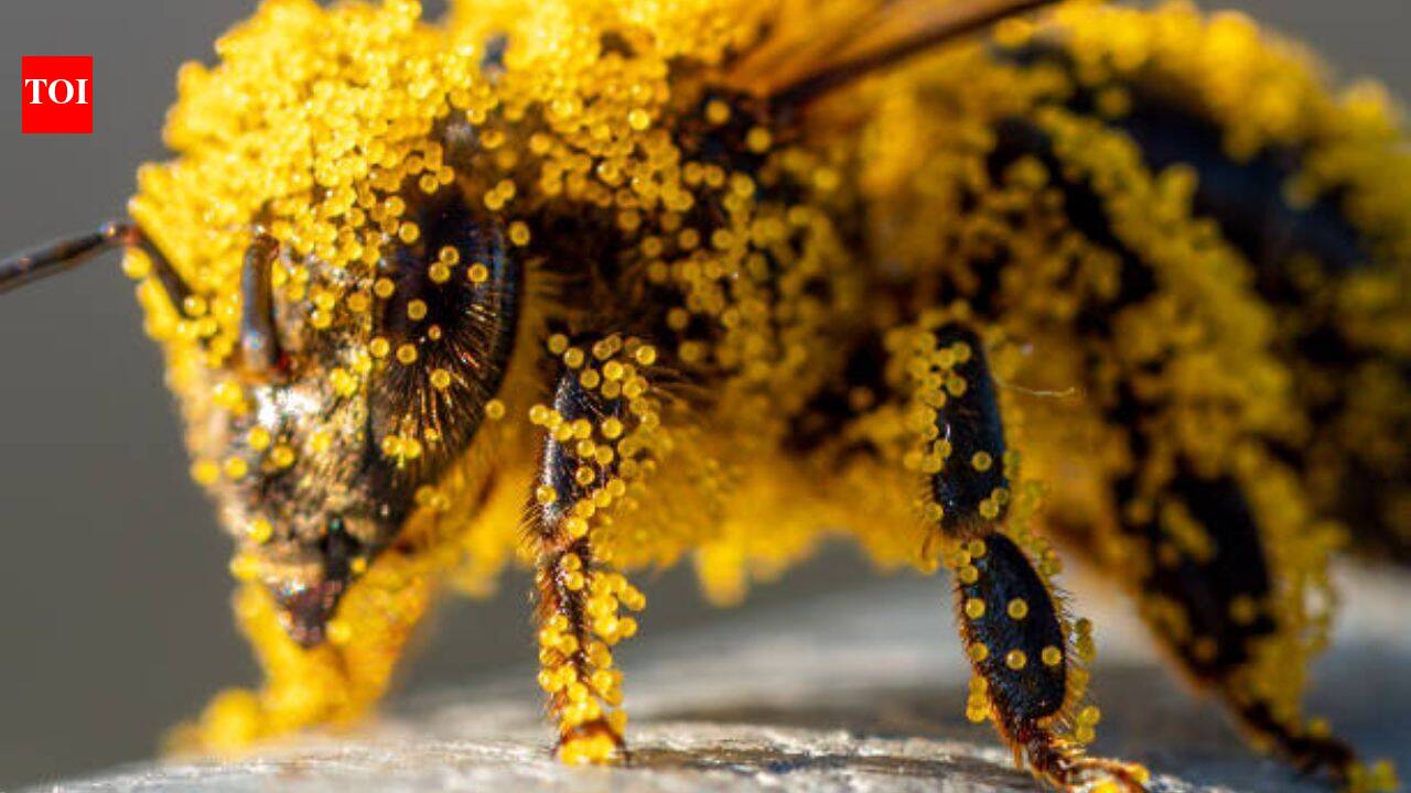 How tiny pollen grains helped solve a brutal murder: The fascinating science behind nature's invisible crime scene evidence