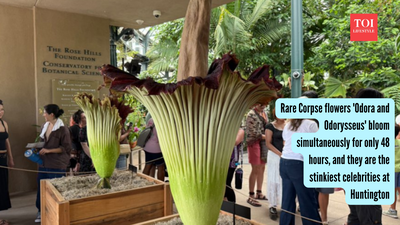 Rare Corpse flowers 'Odora and Odorysseus' bloom simultaneously for only 48 hours, and they are the stinkiest celebrities at Huntington
