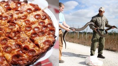 Bring a python, get a pizza: A Florida restaurant is giving away free 'python pizza' if you bring a Burmese python caught in the Everglades