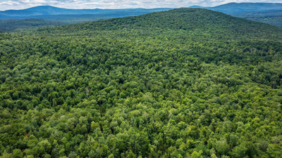 New England had almost completely lost its forests by the 1800s after centuries of logging. Then nature slowly reclaimed the land in one of history's greatest forest recoveries, covering about 60% of the region once again