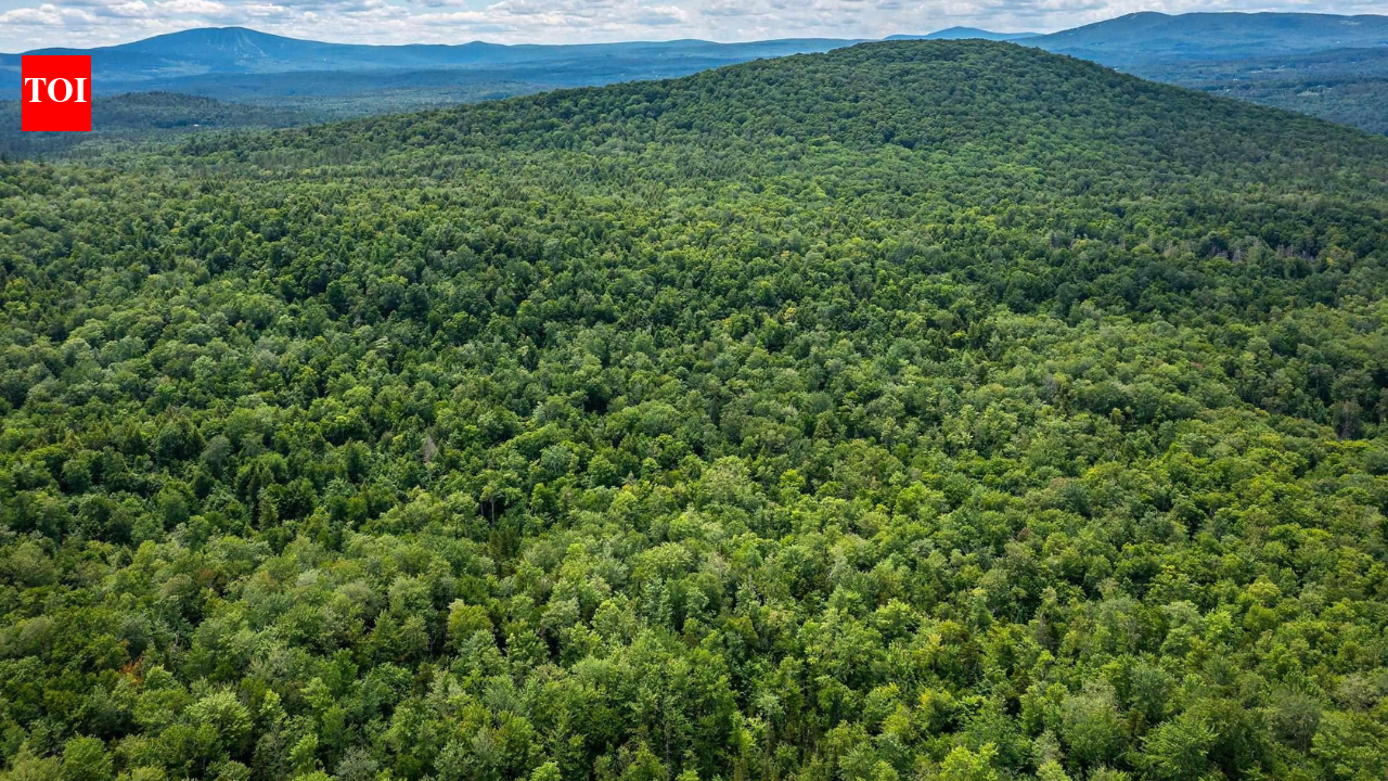 New England had almost completely lost its forests by the 1800s after centuries of logging. Then nature slowly reclaimed the land in one of history's greatest forest recoveries, covering about 60% of the region once again