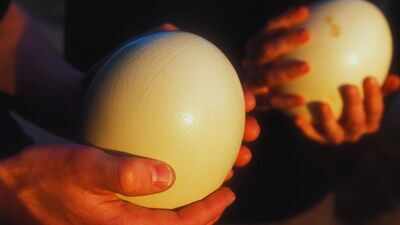 Why do eggs in supermarkets come only in white and brown shells? And the reason why colourful birds eggs are not commonly consumed