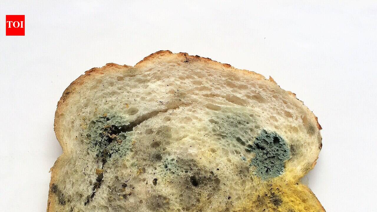 You spot mould on one slice of bread, so can you just cut it off? The USDA says no, and the reason is hiding inside the loaf where you cannot see it