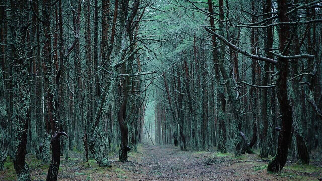 The Dancing Forest: Hundreds of pine trees grew side by side in the same soil, yet each twisted into a completely different shape