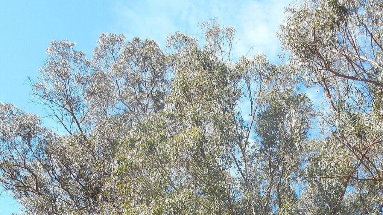 Planted across California since the 1850s, eucalyptus trees helped fuel the 1991 Oakland firestorm; the blaze killed 25 people and destroyed nearly 3,000 homes