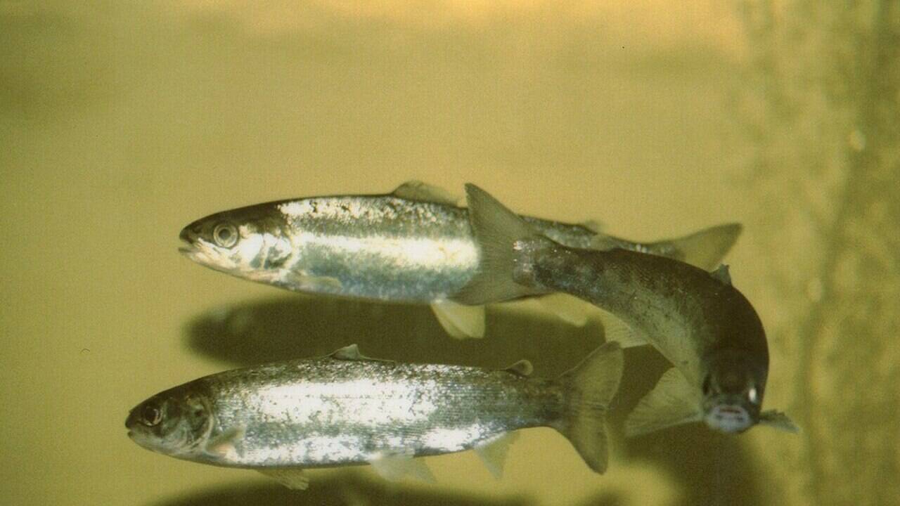 The Don River was 'dead' and burning—now, a miracle return of salmon proves nature can actually heal.