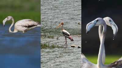 Ulsoor Lake comes alive with pelicans