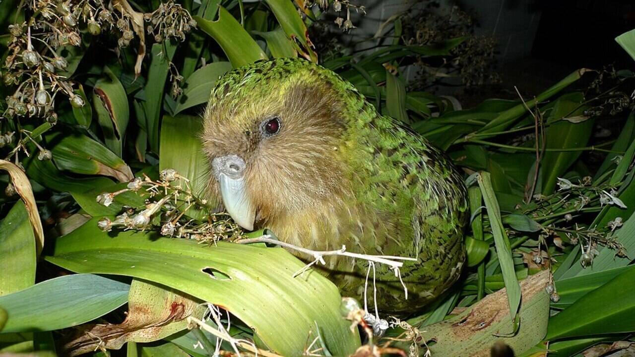 New Zealand vowed to wipe out every rat, stoat, and possum by 2050 to stop 25 million native birds dying each year, with only 236 kākāpō left; the clock is brutal