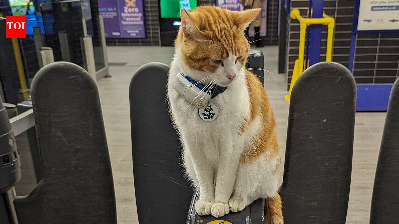 For years, Nala the cat greeted every commuter at Stevenage station: Now, months after her death, she’s getting a 5. 5ft bronze statue shaped like a ticket barrier