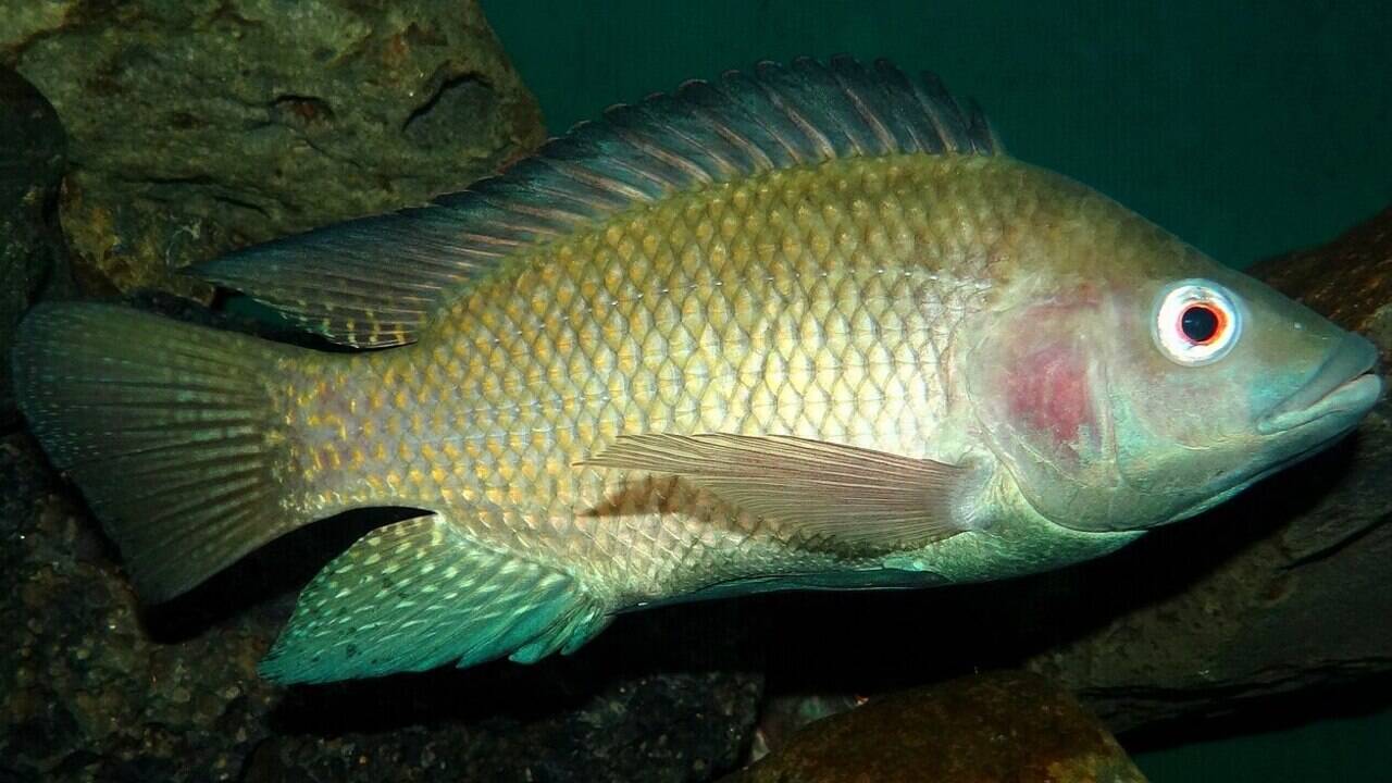 Invasive fish do far more than eat native species; a review of 149 studies finds they can shift clear lakes into murky, nutrient-rich water that may be hard to restore