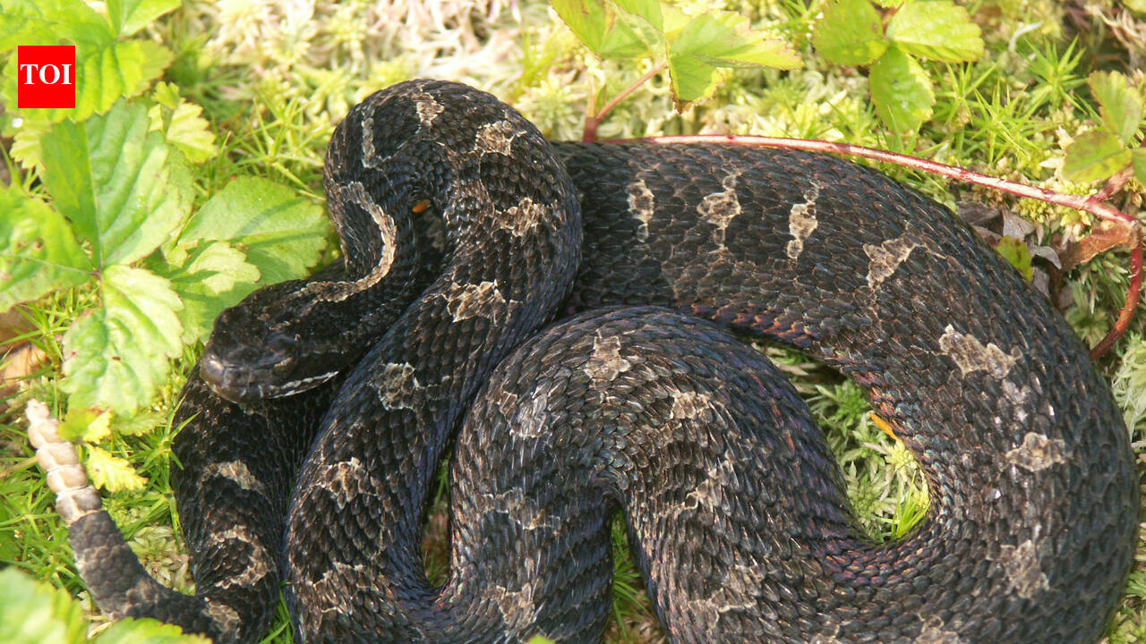 Ohio's endangered massasauga rattlesnakes still guard the immune and venom genes they need to survive, but the smallest populations are running out of room to adapt