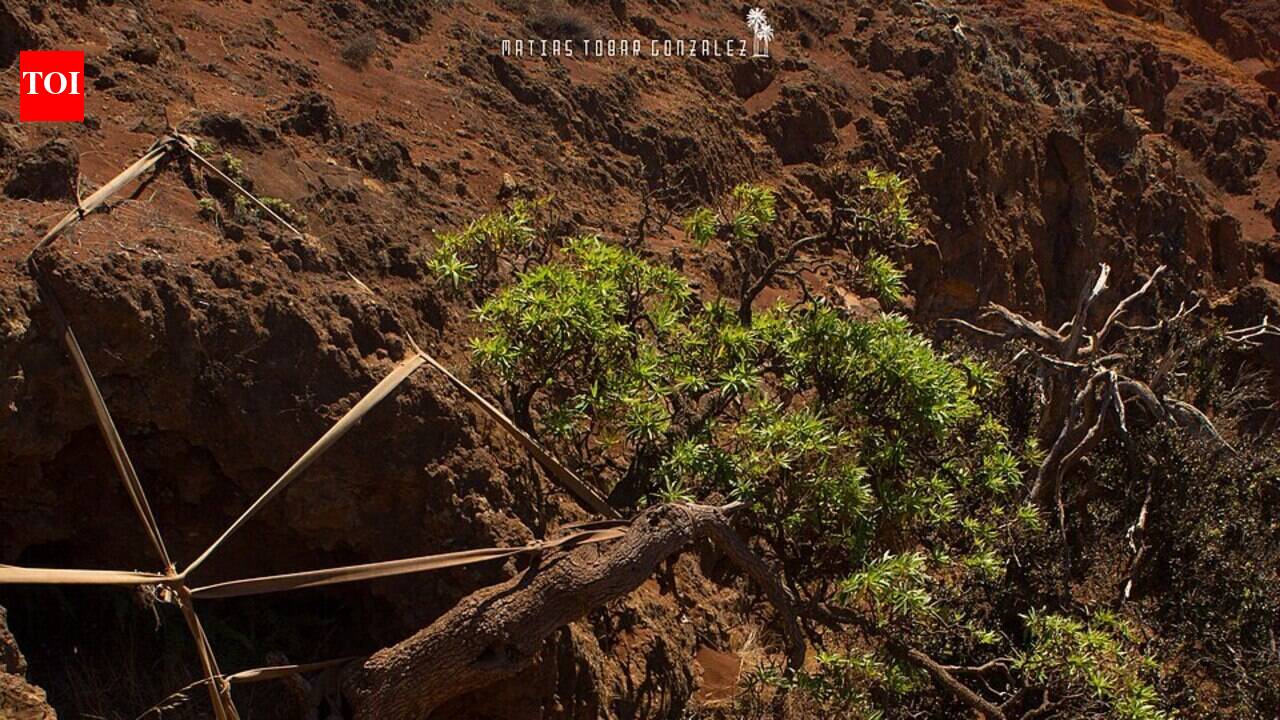 Chile's last wild tree of its species clings to a cliff on Robinson Crusoe Island. Scientists gathered 400 seeds and flew the few viable ones to a UK vault to save them