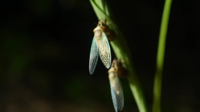 India's rare 'World Cup' insect appears once every four years, and scientists have now discovered it in a new region