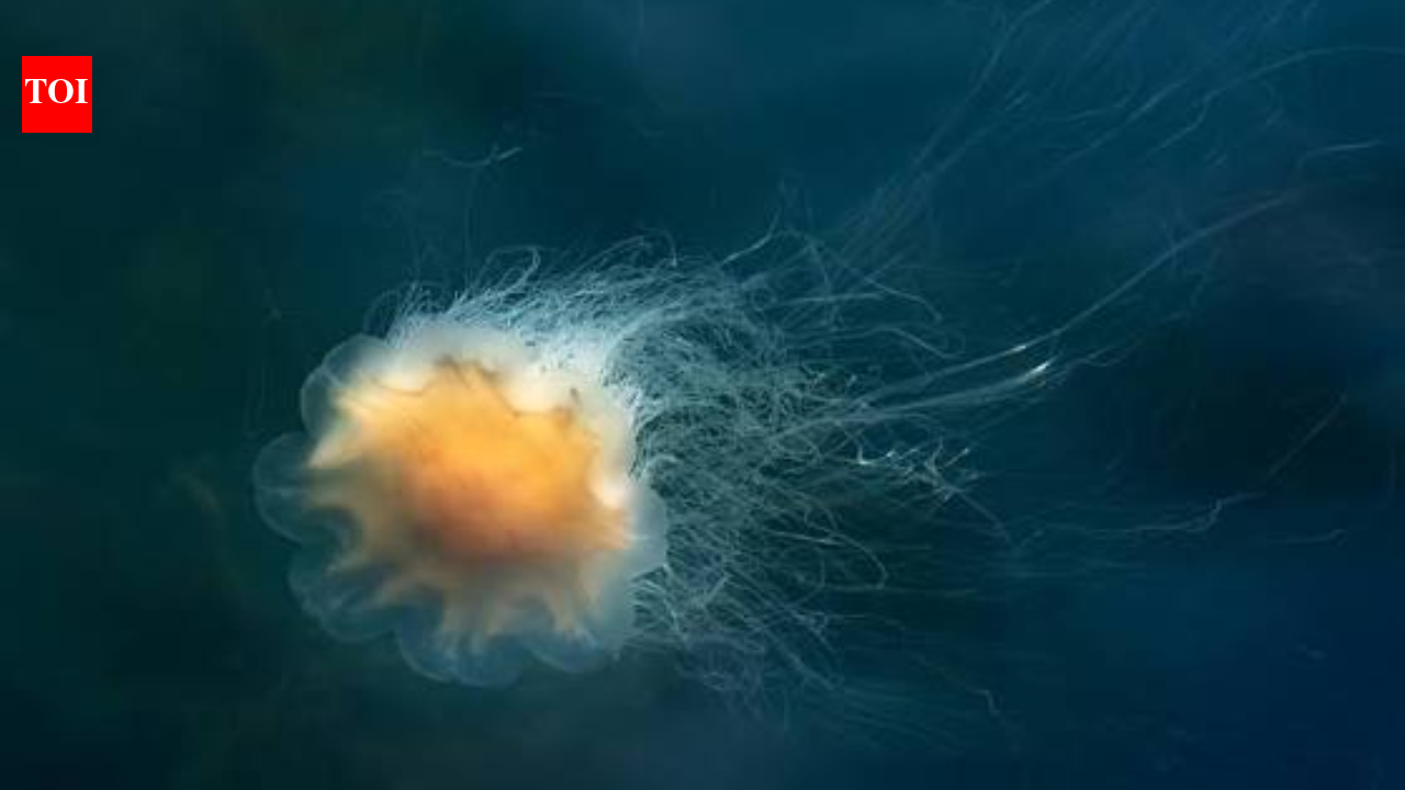 Lion's mane jellyfish are washing up on New England beaches, and experts warn people not to touch them even after they die