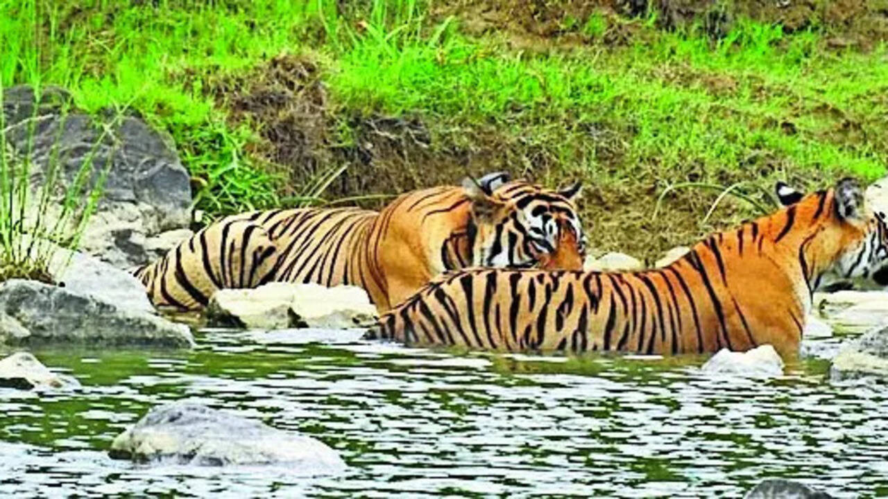 Tiger reserve poaching row triggers stormy debate in Chhattisgarh assembly