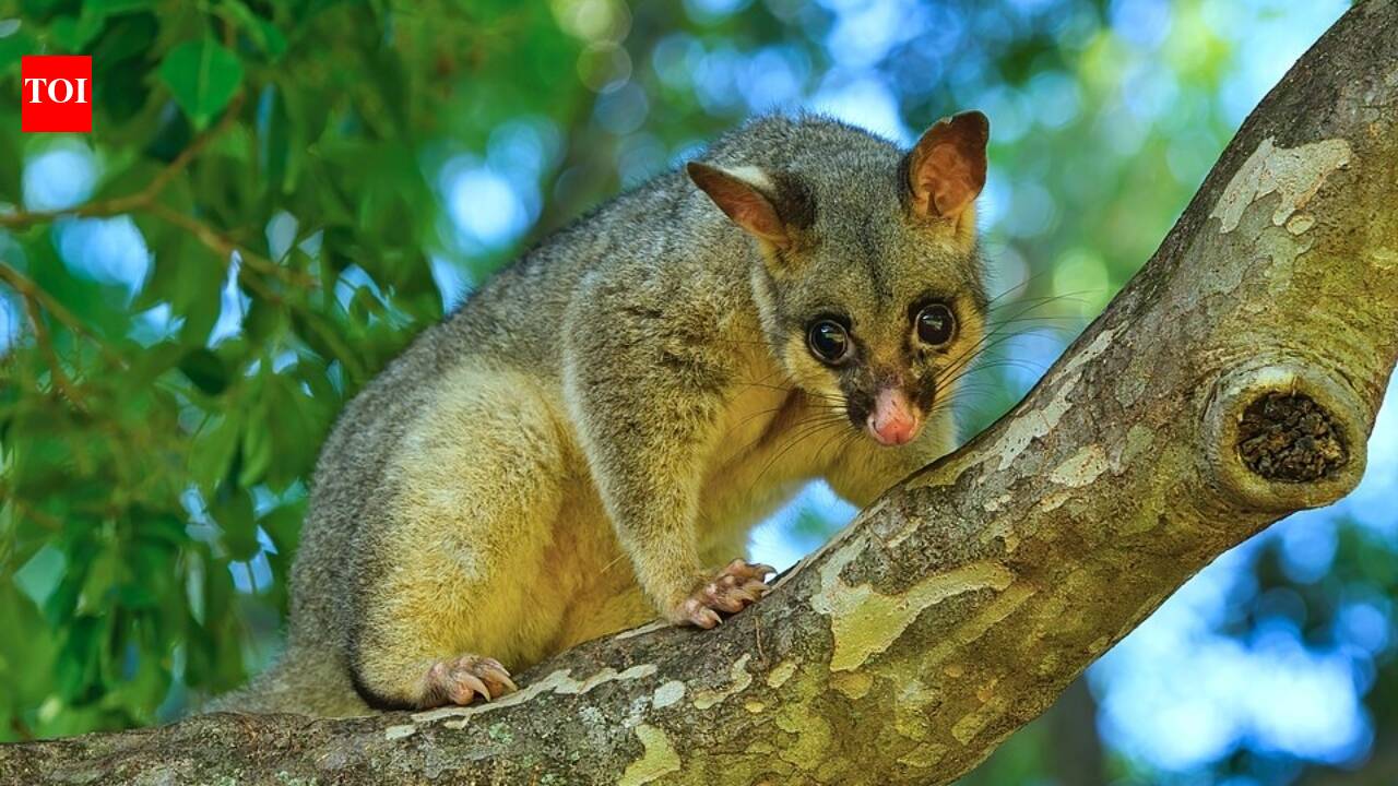 Brought from Australia in the 1800s, New Zealand's brushtail possum found no predators, now the country wages an all-out extermination war to save its farms and forests