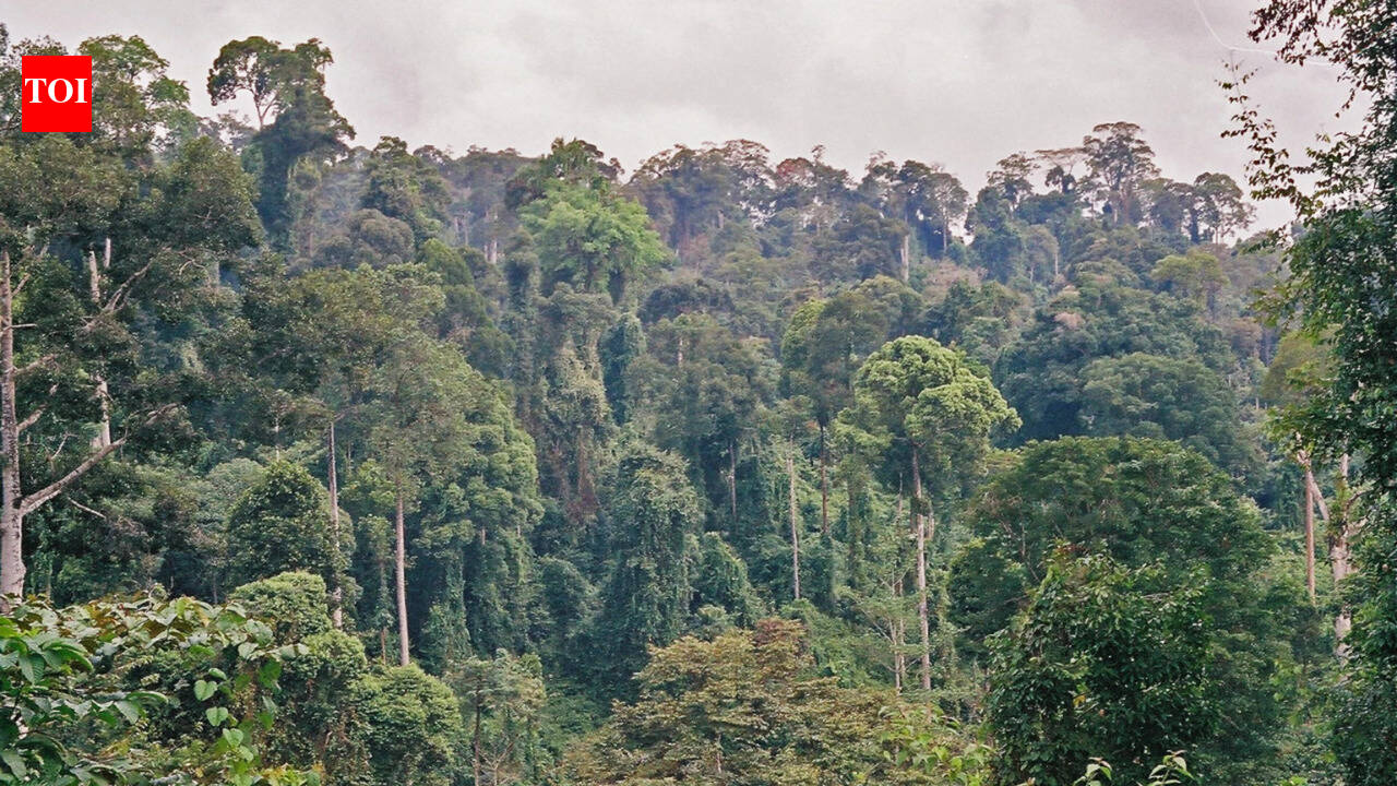 Scientists cut climbing vines from a damaged Borneo forest. Its canopy then grew three times faster, and the method may cost 10 times less than tree planting
