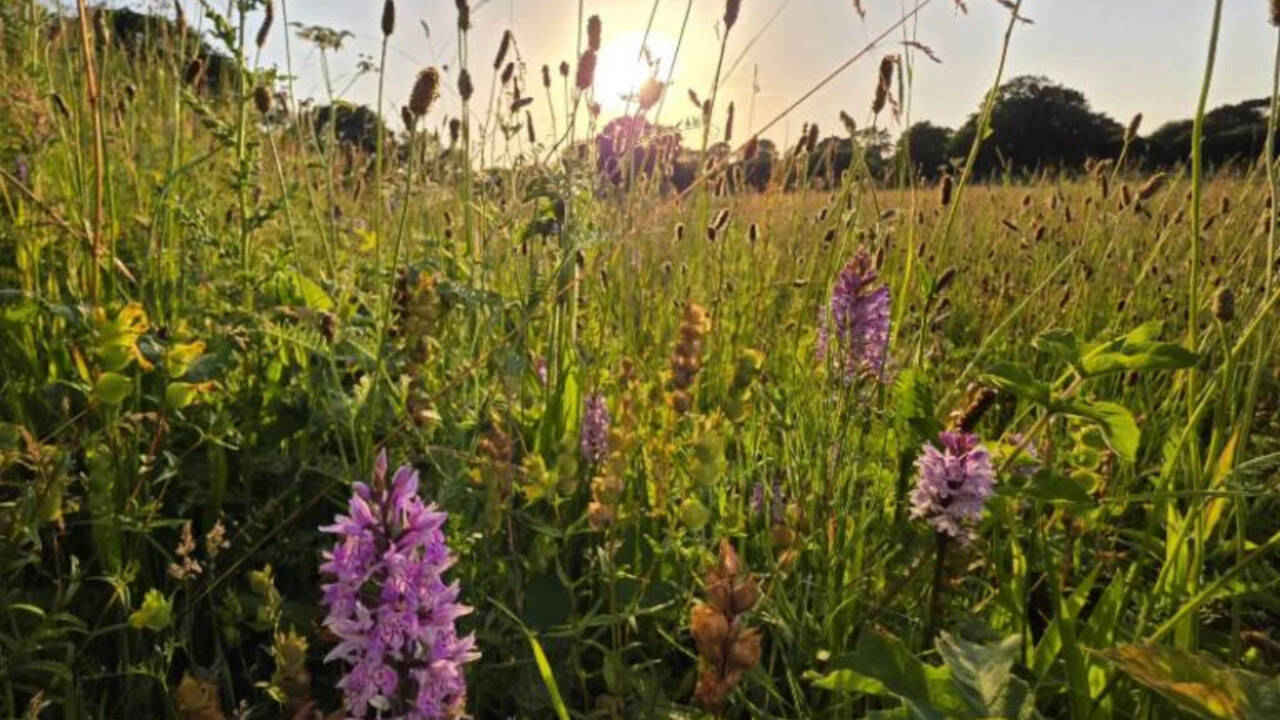 Britain left a five-acre farm without crops; 15 years later, nature had turned it into...