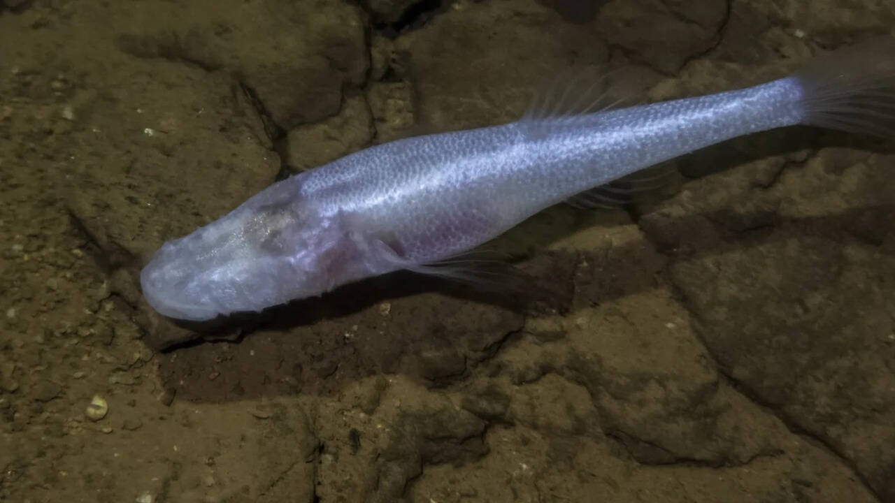 A scientist slipped into a pool beneath a US military base and found a 'demon cavefish'
