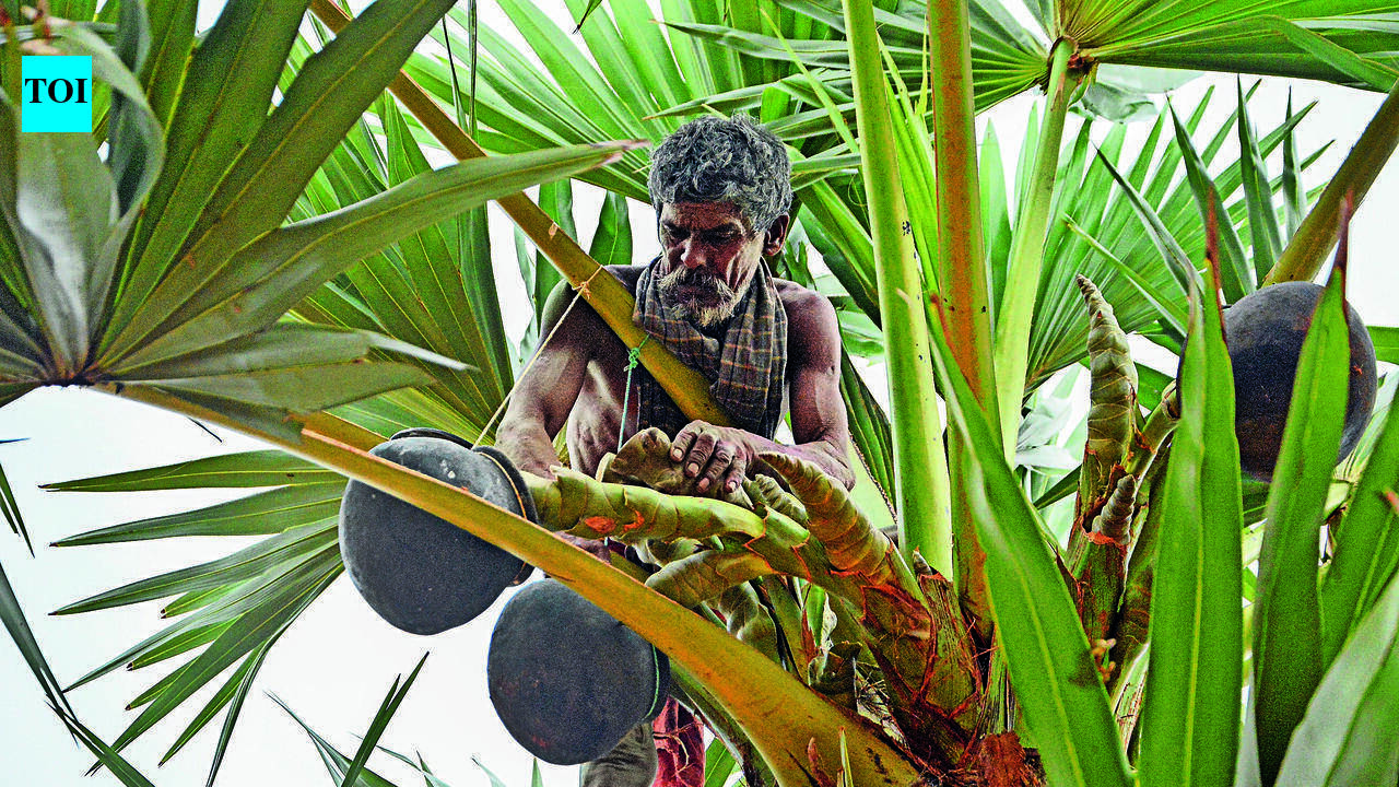 Young Tamil Nadu photographers document hidden lives of palm workers