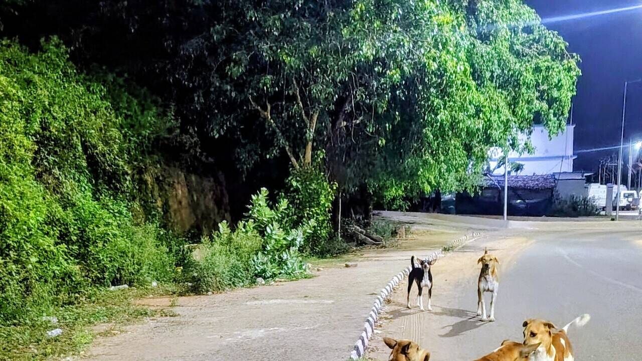 Nashik Municipal Corporation to ramp up stray dog sterilisation; new centre to handle 300 surgeries daily