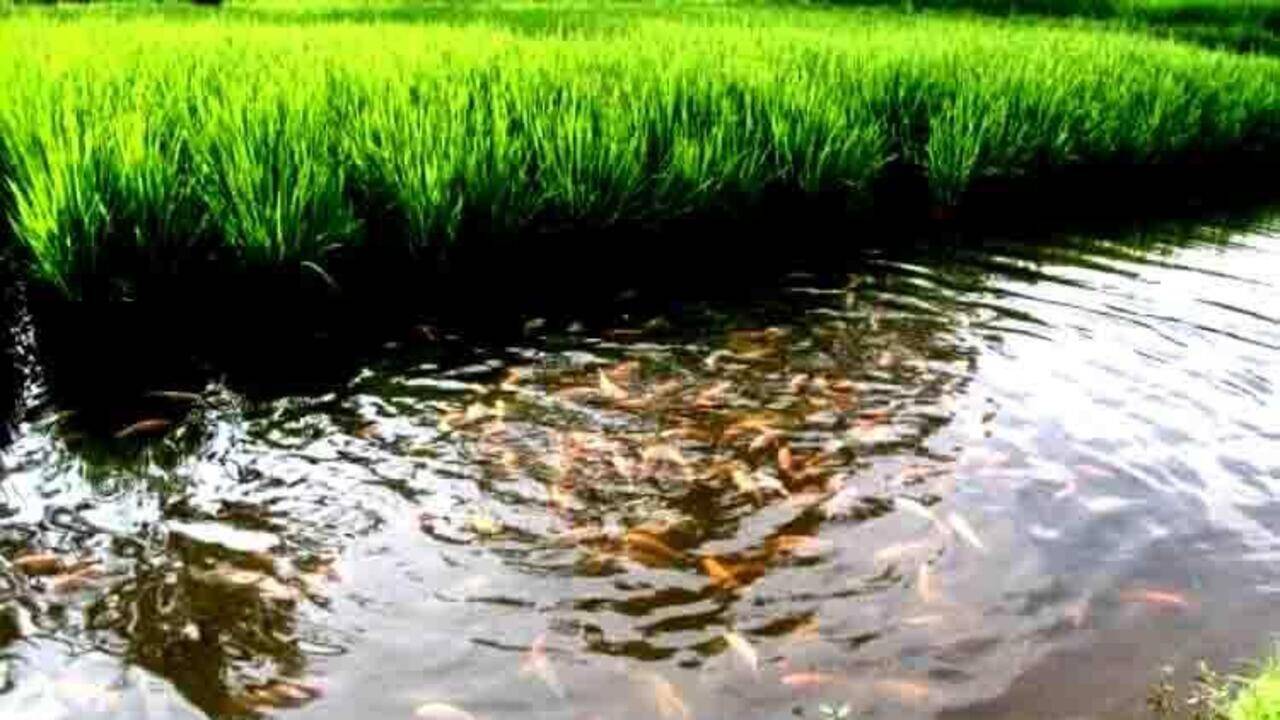 Prayagraj farmer opts for smart faming model, integrates paddy and fish farming
