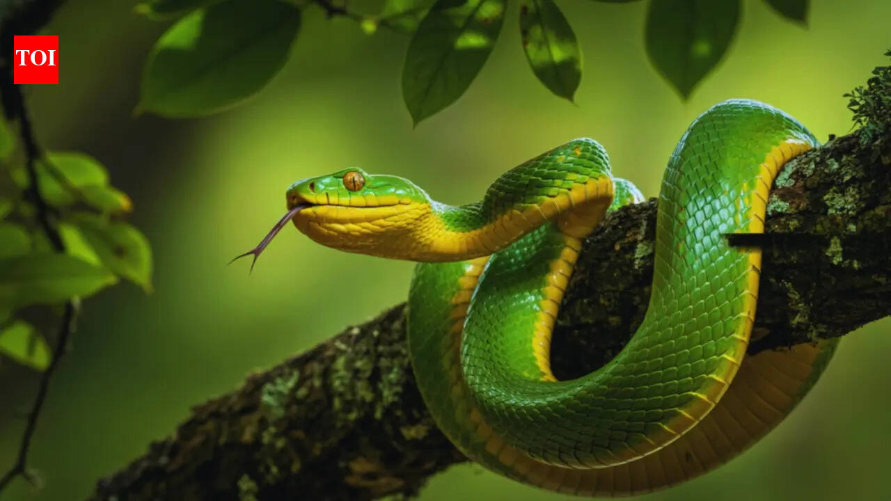 World Snakes Day 2026: Celebrating India's iconic snake species