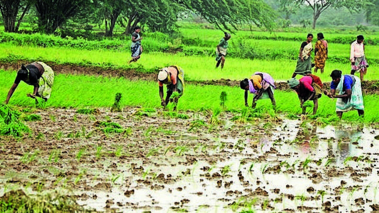 Water shortage shrinks kuruvai coverage by nearly 1 lakh acres
