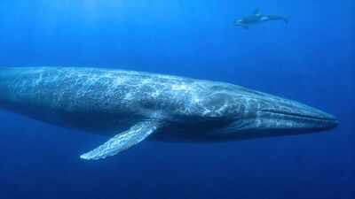 Scientists have finally explained why killer whales struggle to hear blue whales, and the answer may have helped the giants survive for millions of years