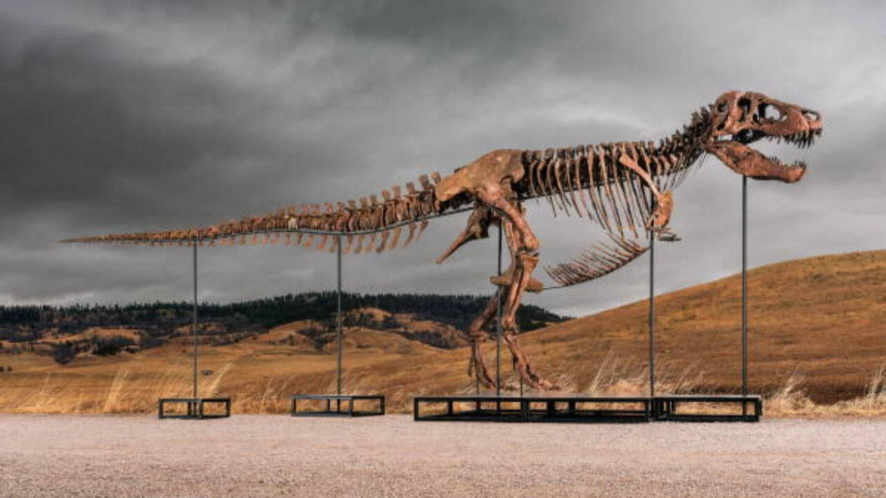Gus the dinosaur sells for a record $50 million in New York: What makes this 67-million-year-old T. Rex so valuable?